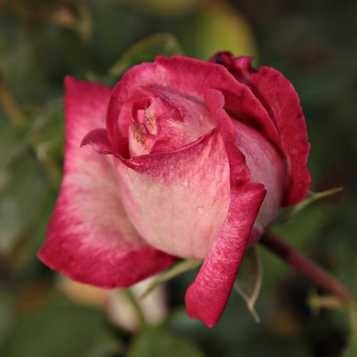 Rosa Daily Sketch™ - rózsaszín - fehér - Csokros virágú - magastörzsű rózsafa- bokros koronaforma